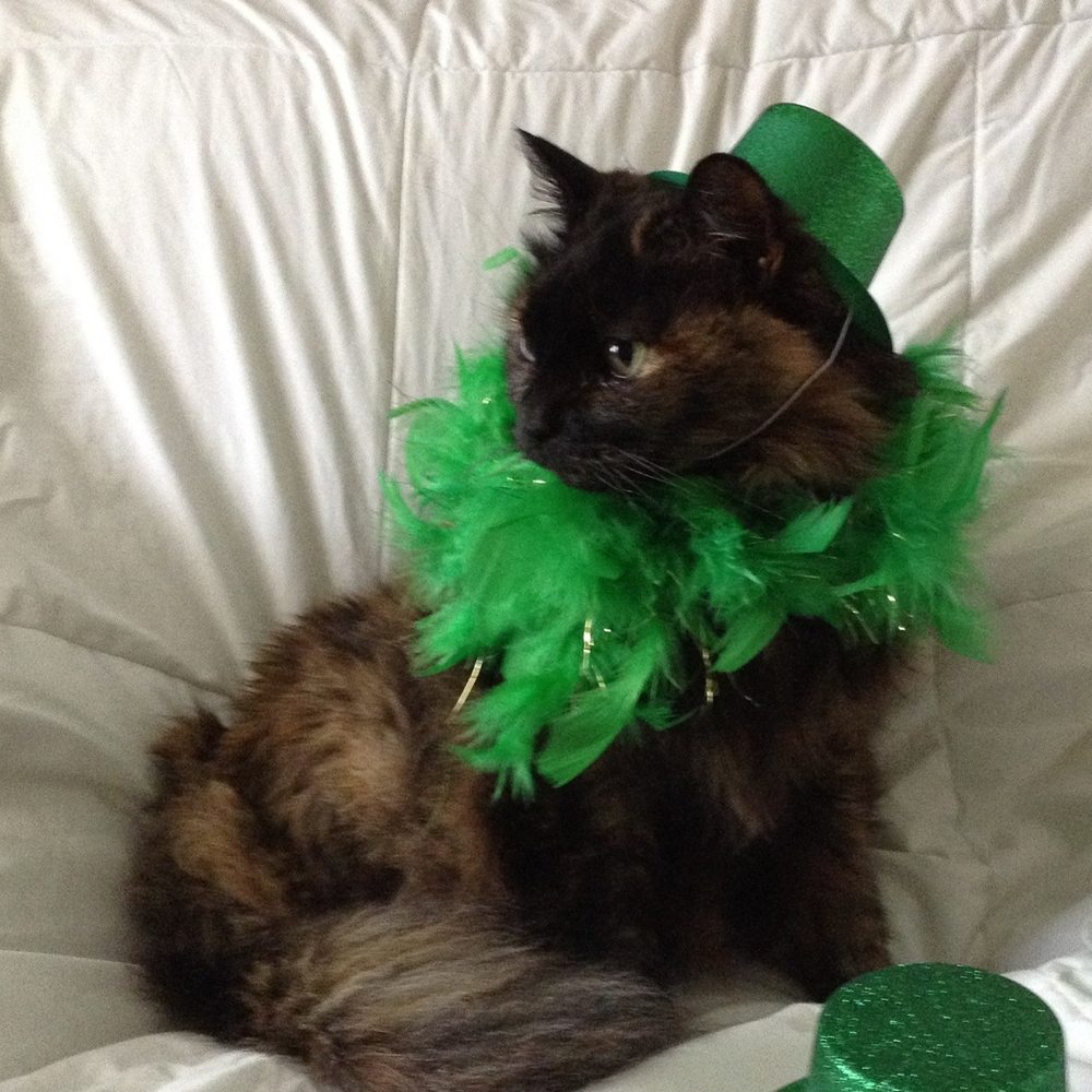 Meet your Posher, Patricia